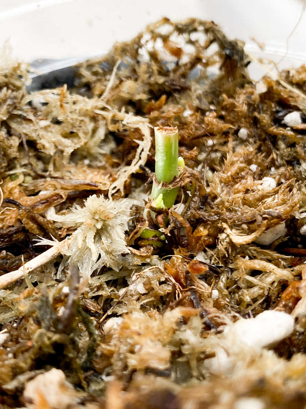 Philodendron Melanochrysum Variegated node