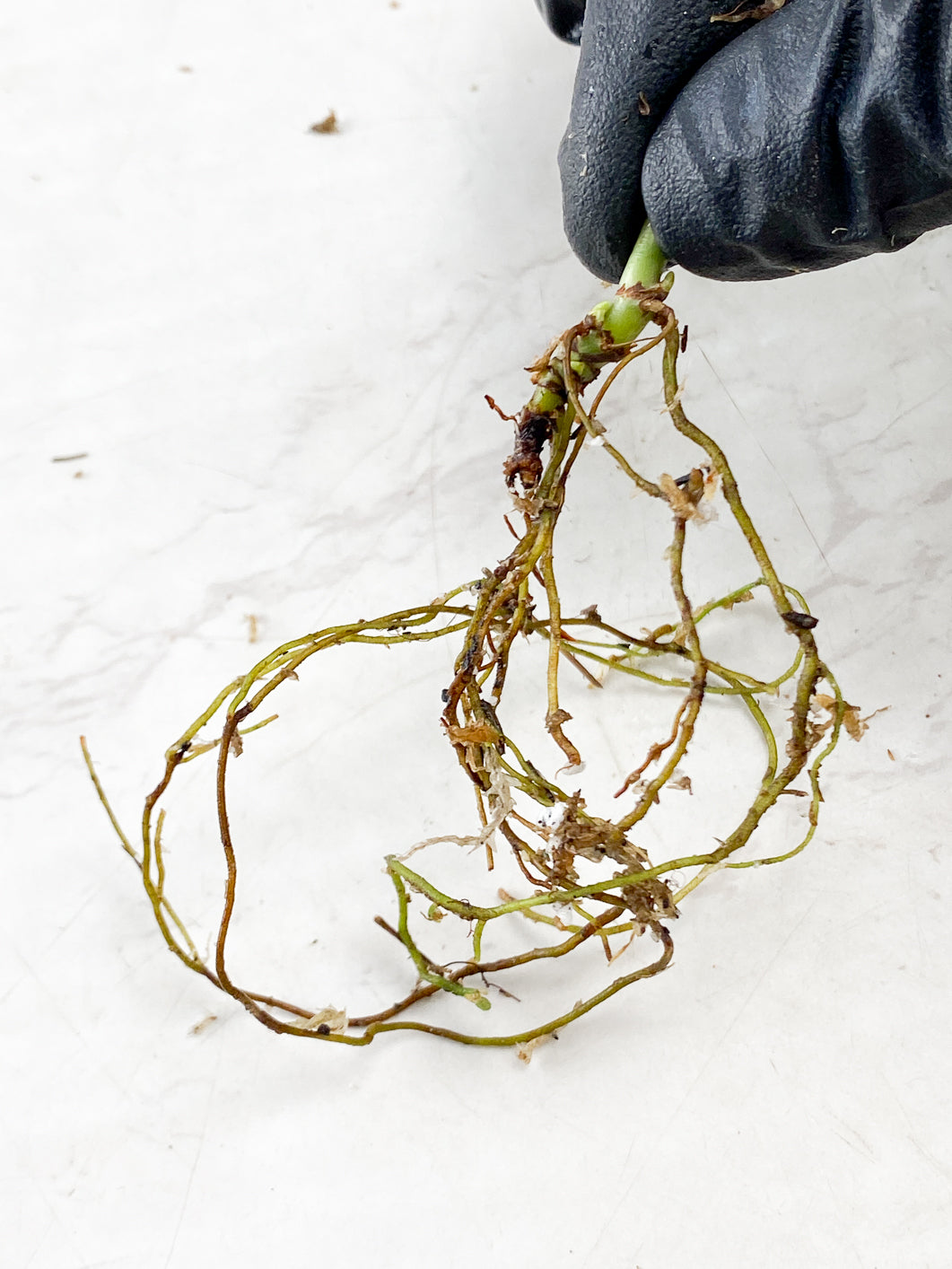 Philodendron Melanochrysum Variegated node