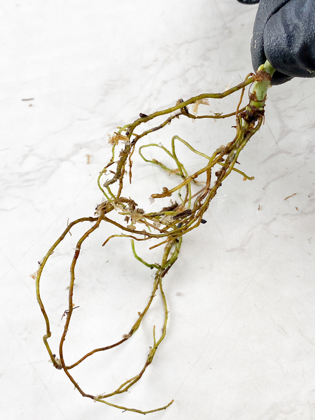 Philodendron Melanochrysum Variegated node