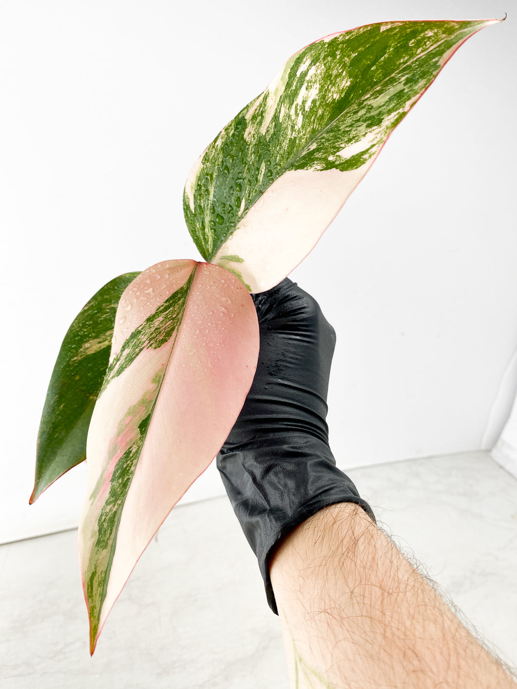 Philodendron Strawberry Shake 3 leaf multiple nodes
