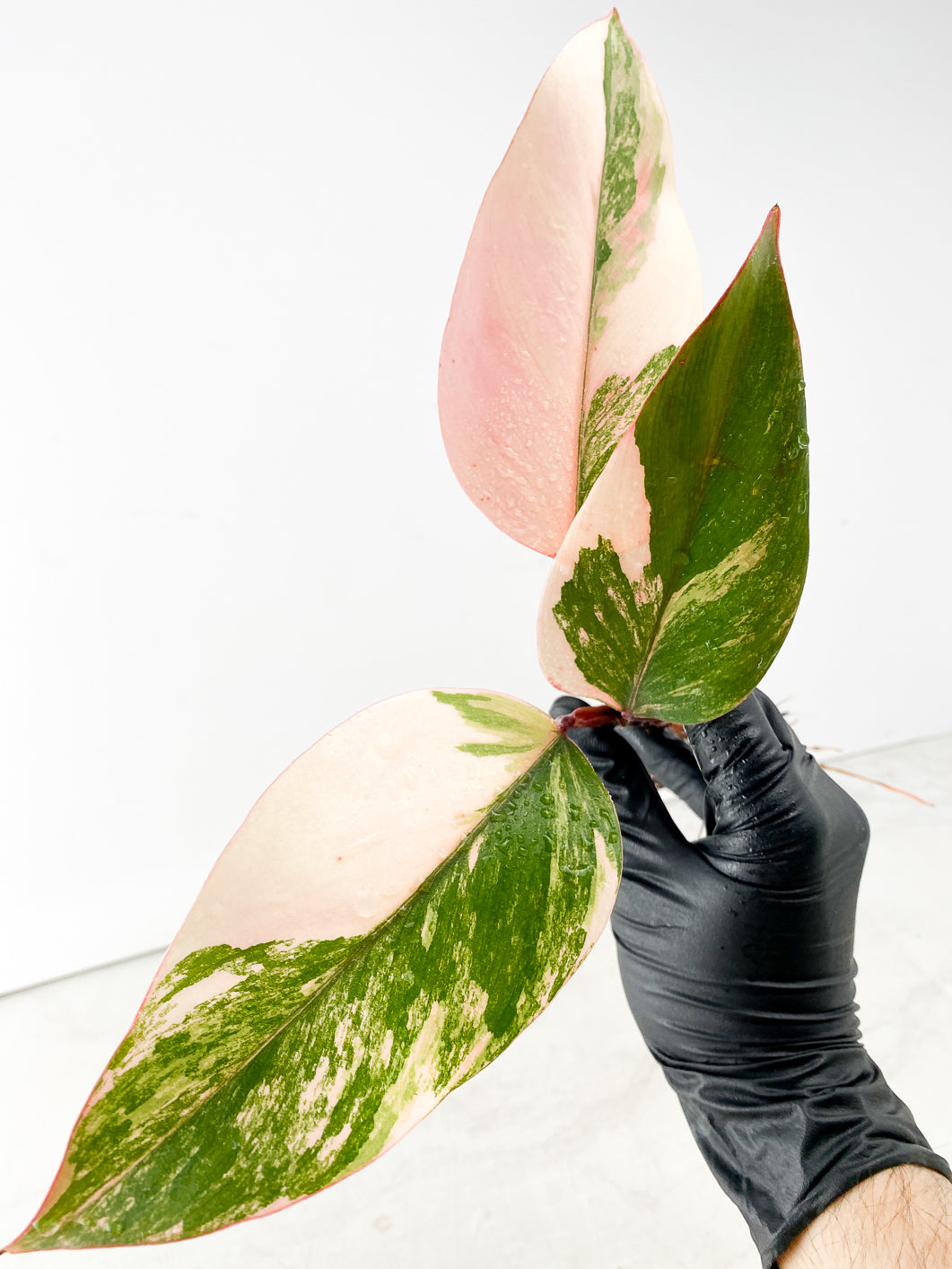 Philodendron Strawberry Shake 3 leaf multiple nodes