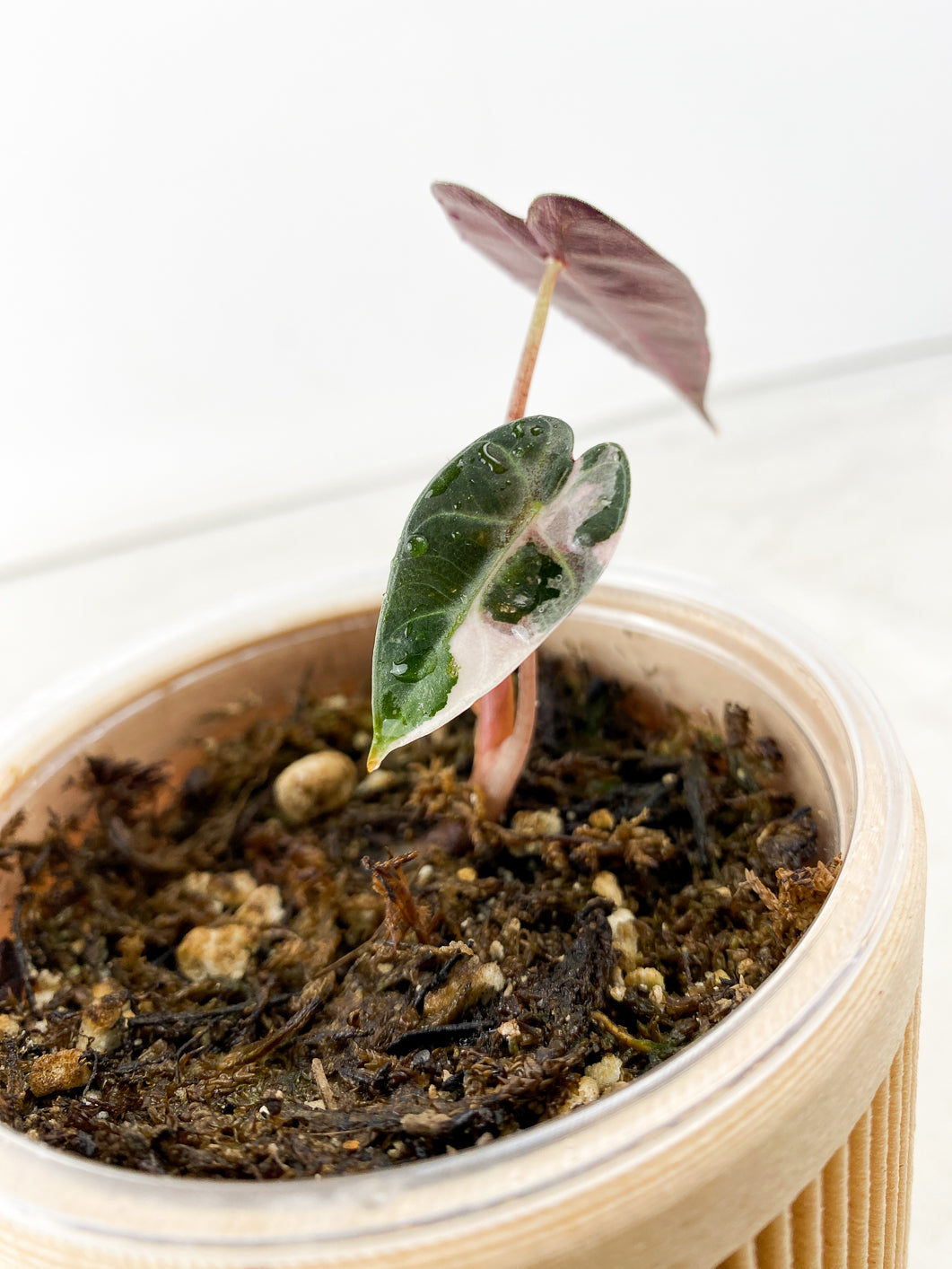 Alocasia Bambino Pink Variegated 2 leaf – Leafy Soulmates