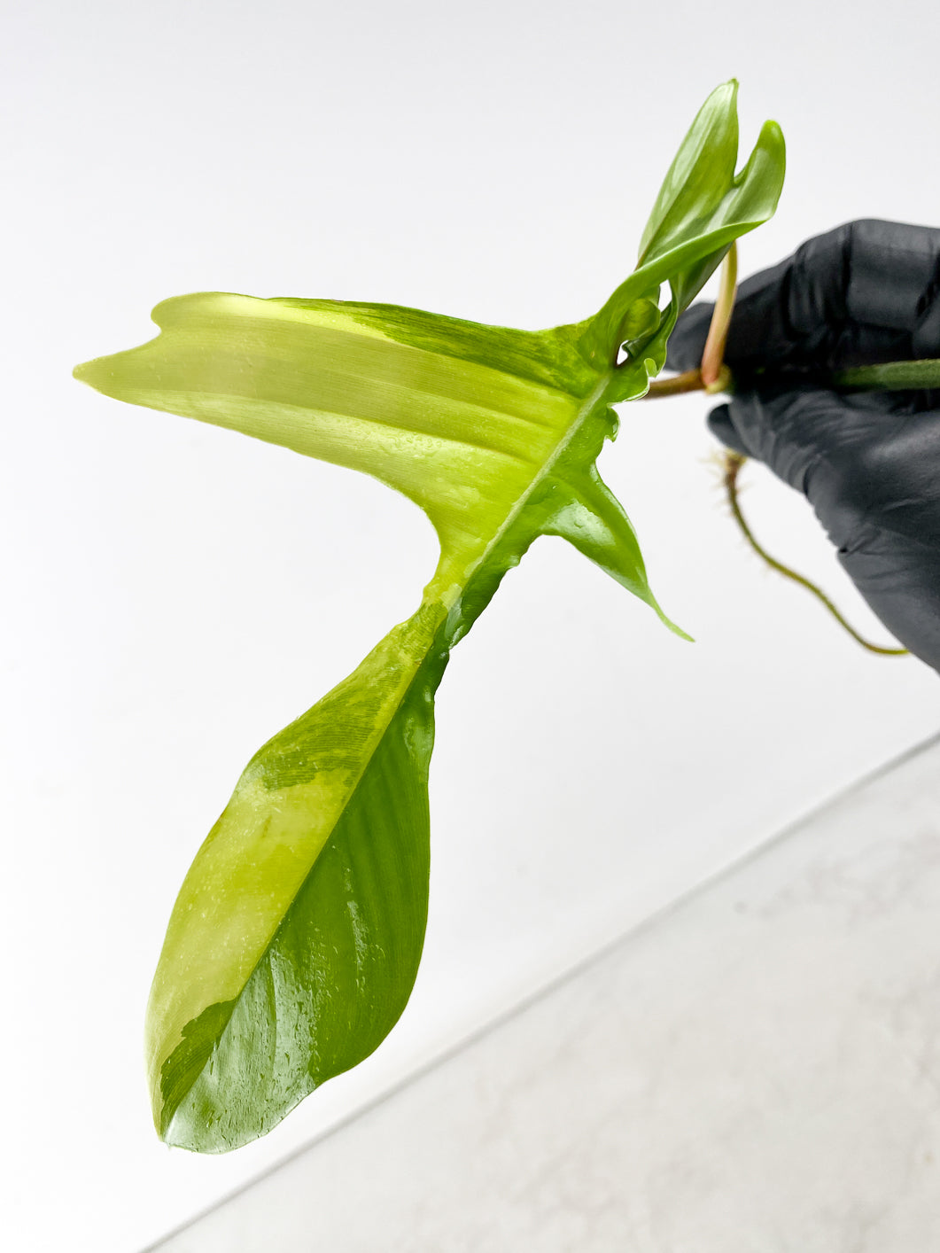 Philodendron Florida Beauty 2 leaf top cutting
