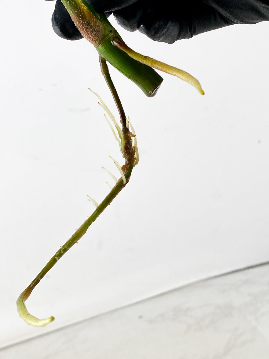 Philodendron Florida Beauty 2 leaf top cutting