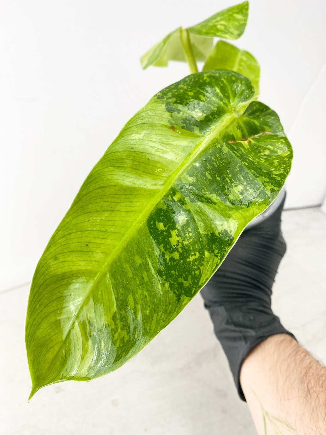 Philodendron Jose Buono 3 leaf top cutting