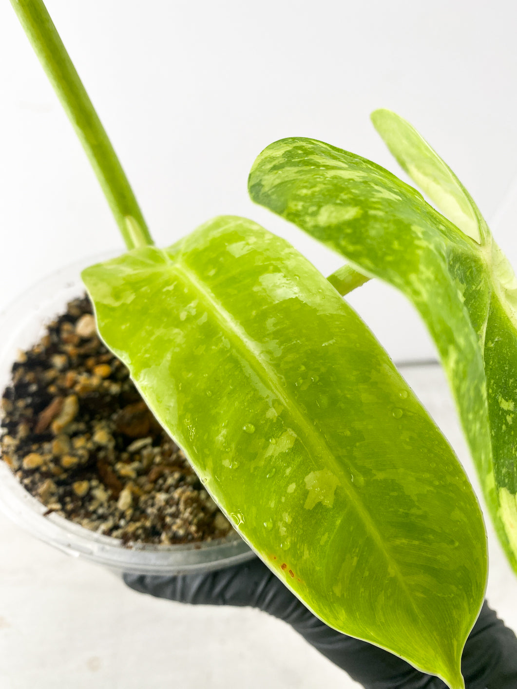 Philodendron Jose Buono 3 leaf top cutting