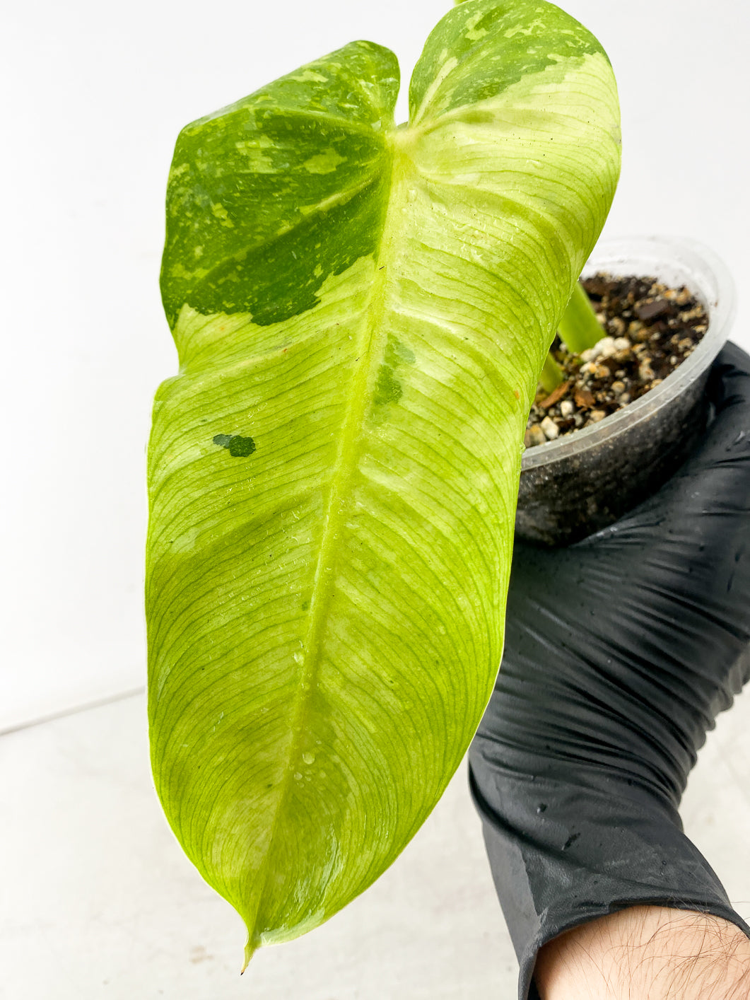 Philodendron Jose Buono 3 leaf top cutting