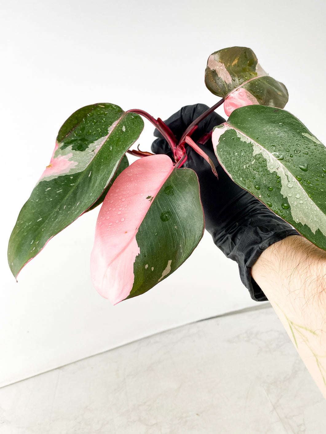 Philodendron Pink Princess Multiple Leaf Top Cutting