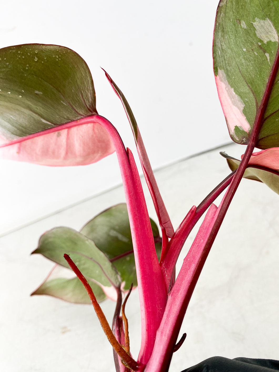 Philodendron Pink Princess Multiple Leaf Top Cutting