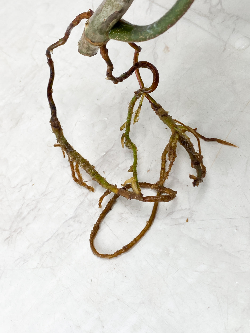 Philodendron Florida Beauty 2 leaf