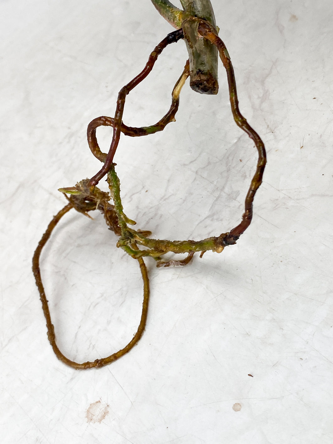 Philodendron Florida Beauty 2 leaf