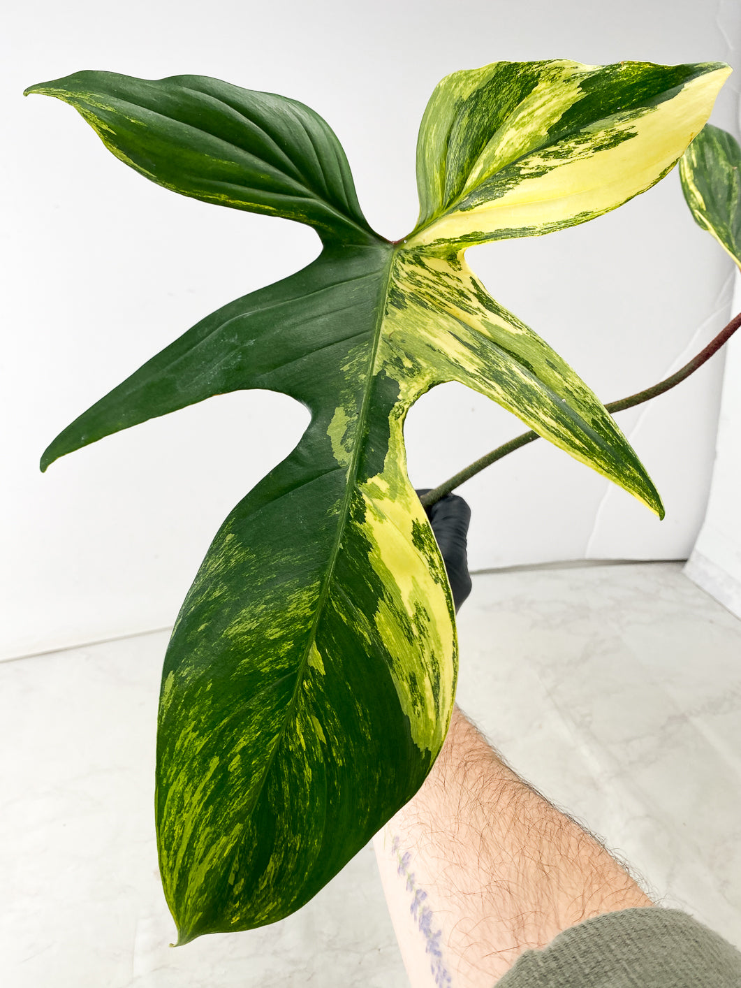 Philodendron Florida Beauty 2 leaf