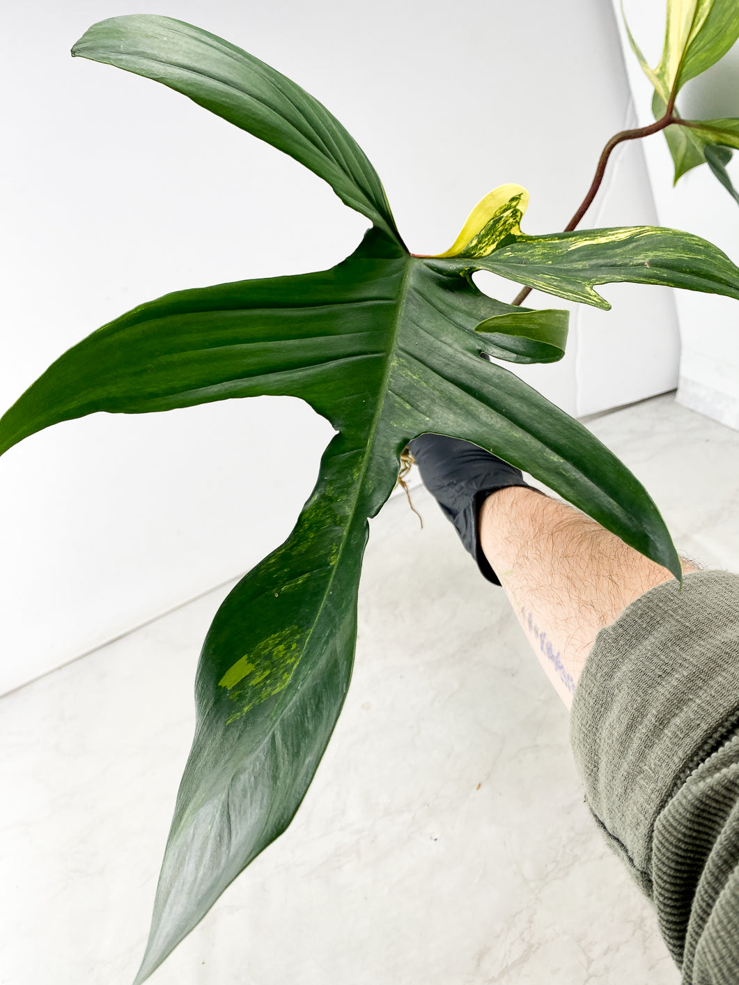 Philodendron Florida Beauty 2 leaf
