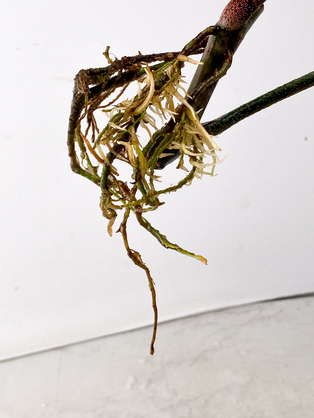 Philodendron Florida Beauty 2 leaf