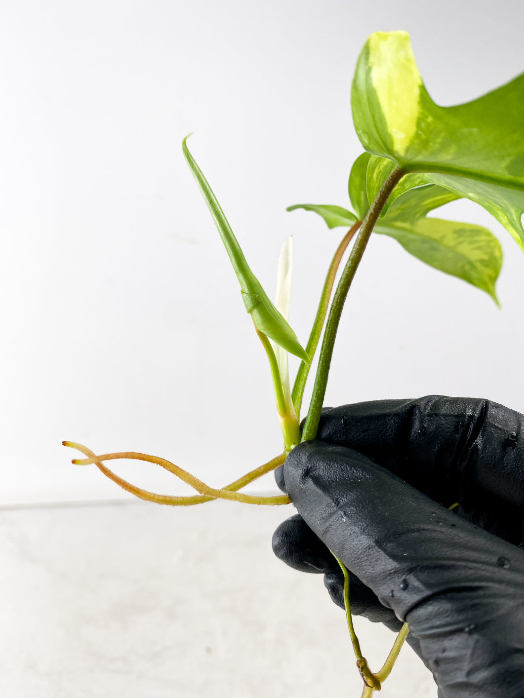 Philodendron Florida Beauty 2 leaf 1 leaf unfurling