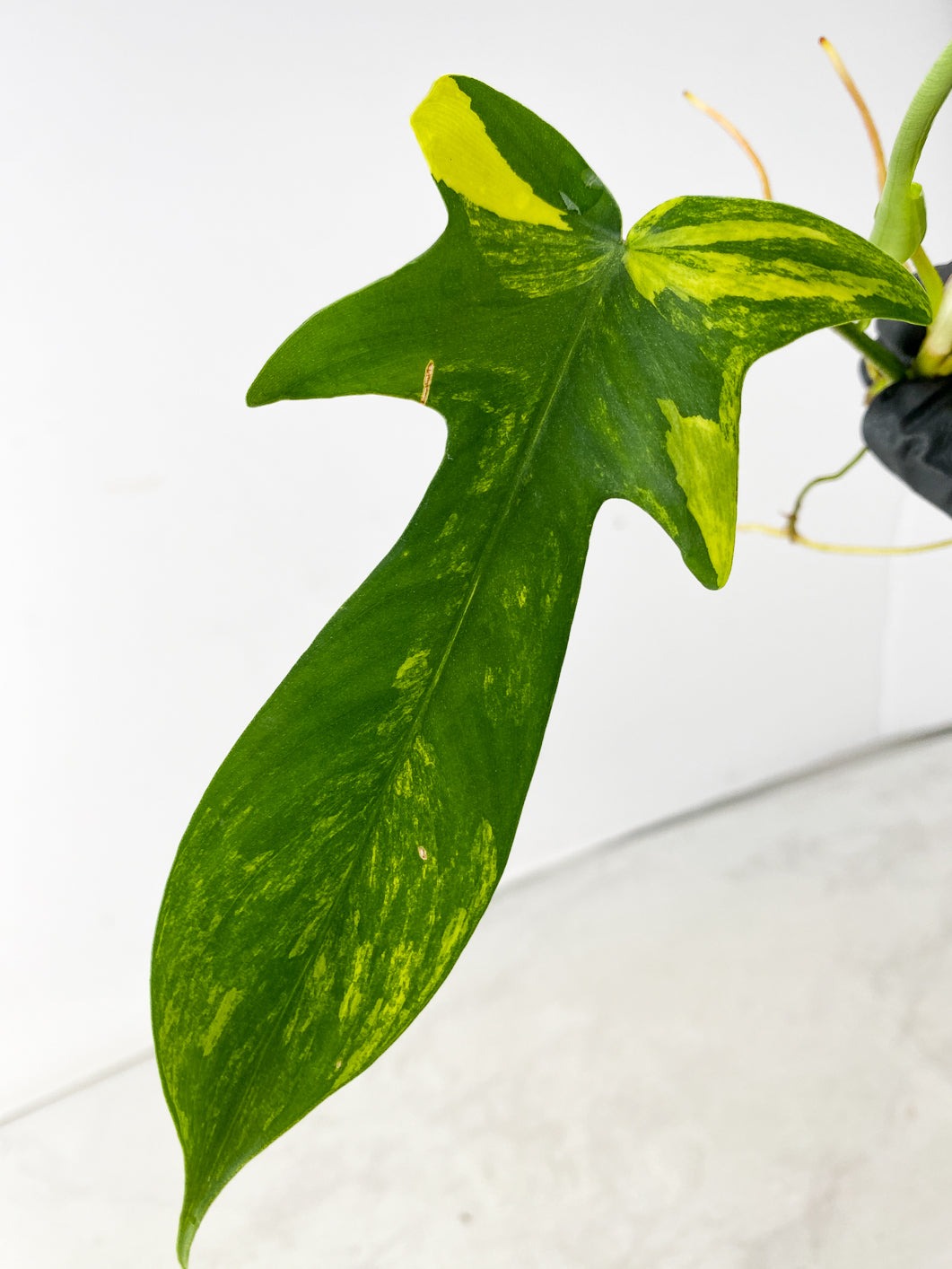 Philodendron Florida Beauty 2 leaf 1 leaf unfurling