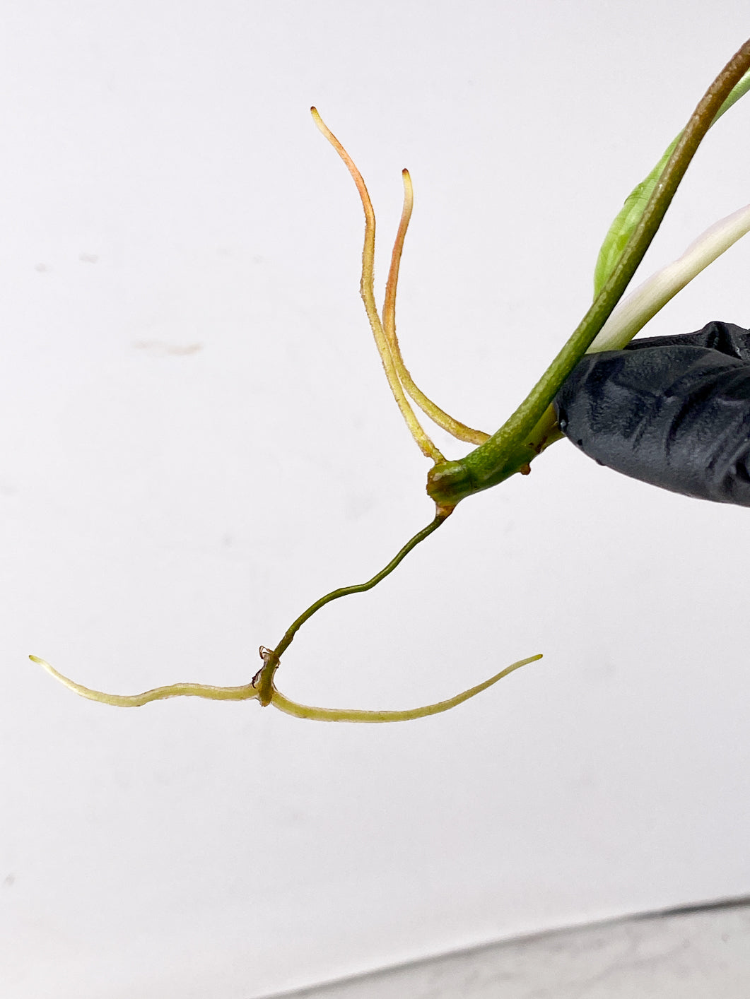 Philodendron Florida Beauty 2 leaf 1 leaf unfurling