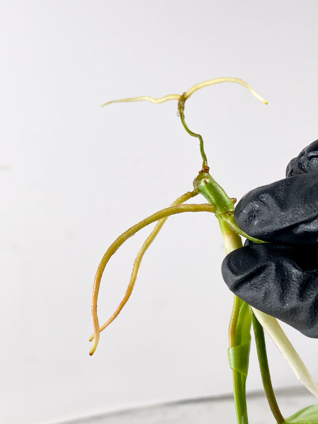 Philodendron Florida Beauty 2 leaf 1 leaf unfurling
