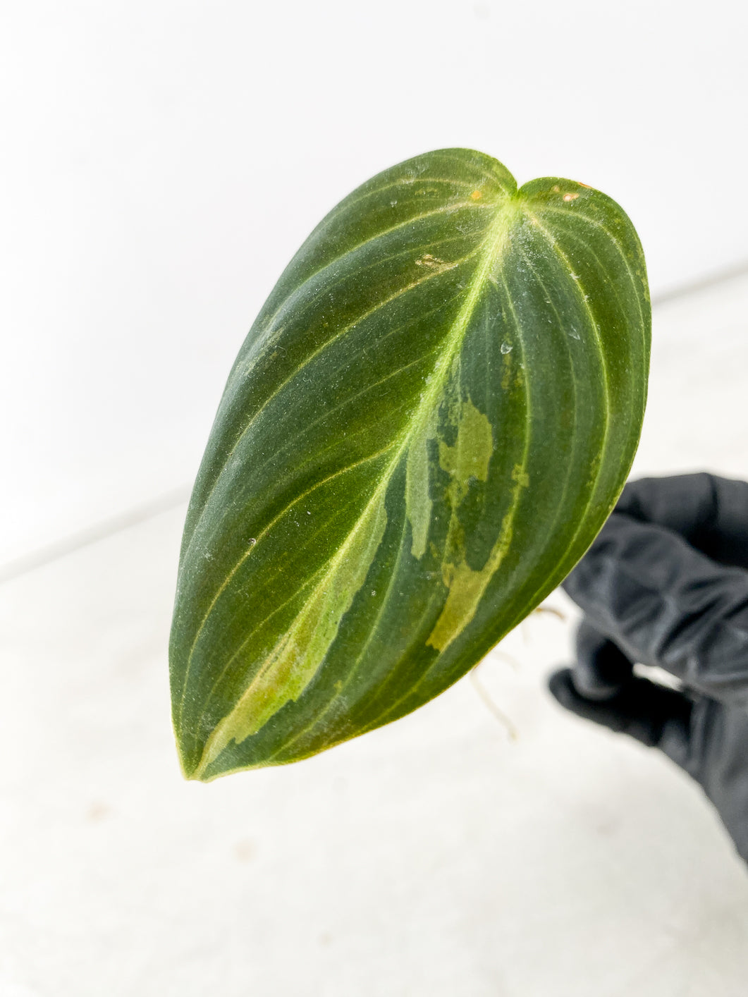 Philodendron Melanochrysum variegated 1 leaf 2 extra nodes