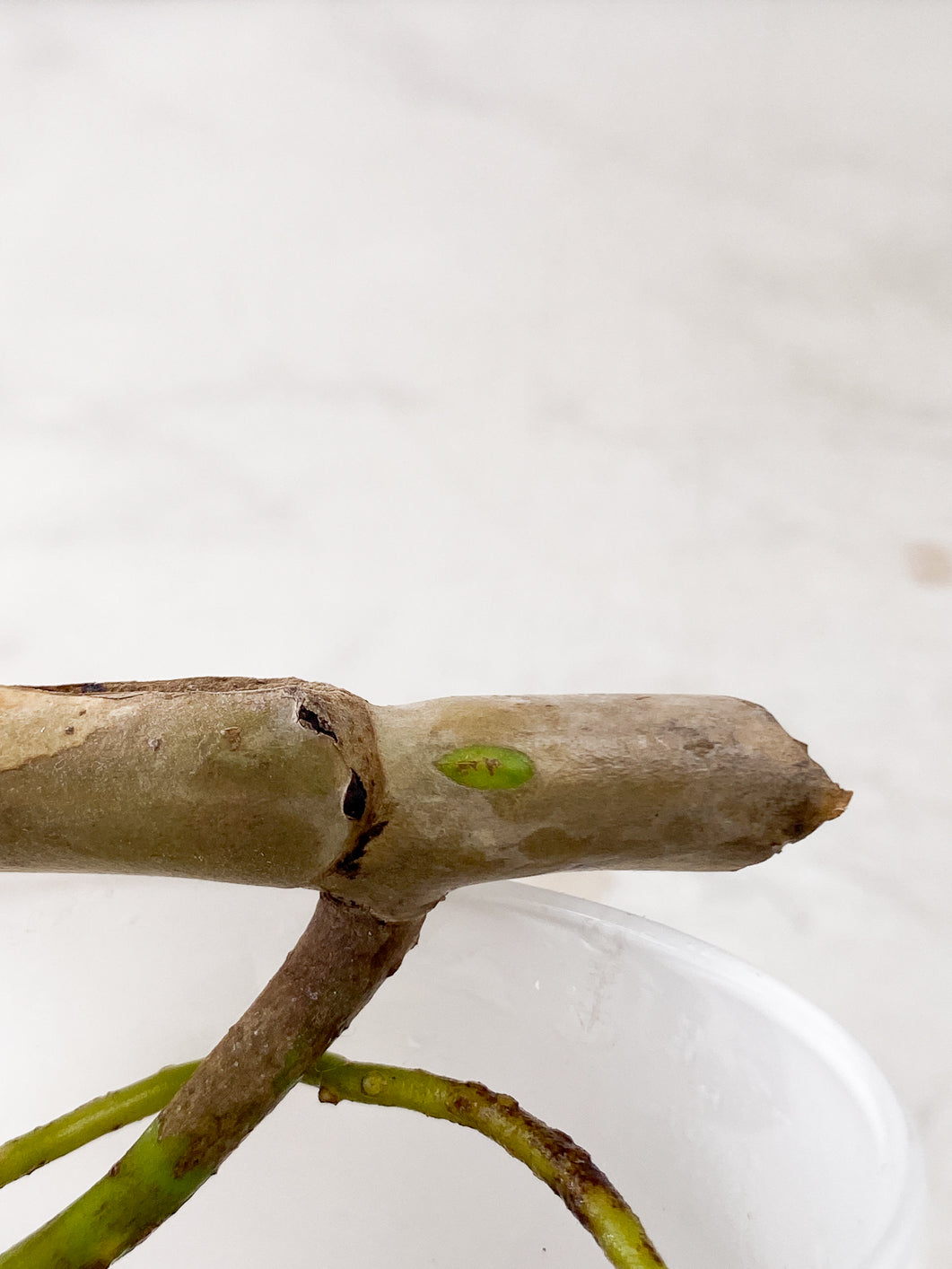 Monstera Aurea Tricolor node