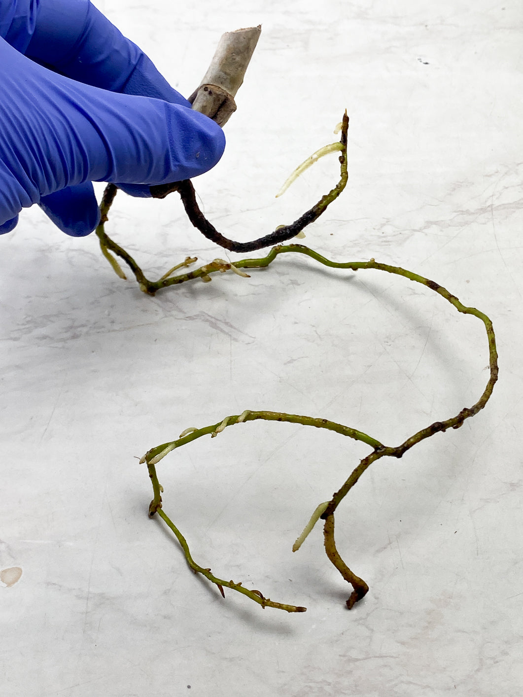 Monstera Aurea Tricolor node