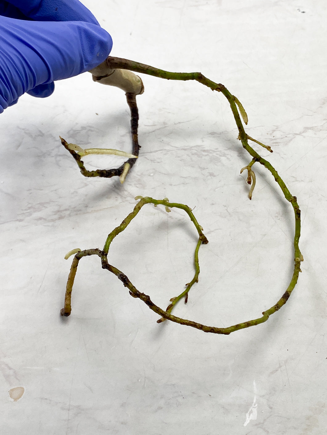 Monstera Aurea Tricolor node