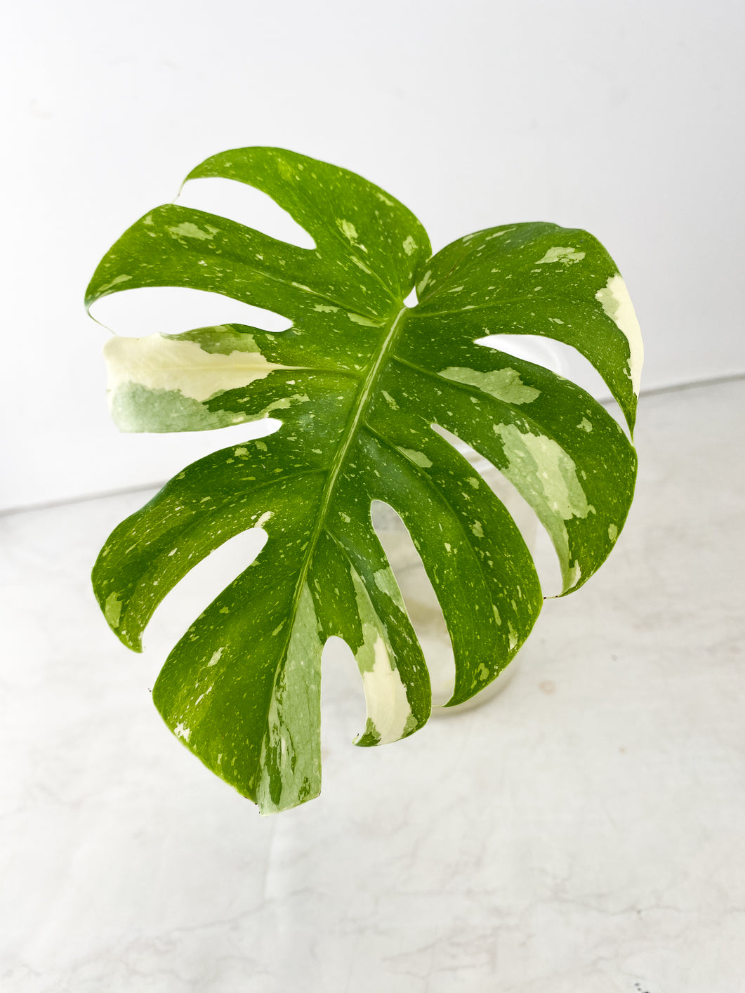 Monstera Thai Constellation 1 Leaf
