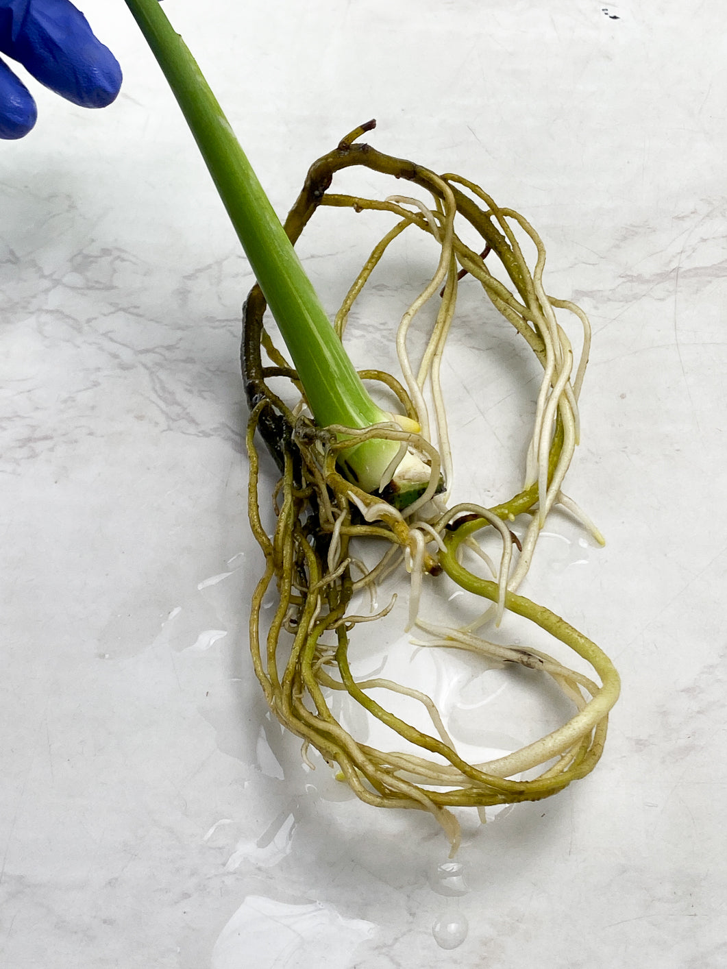 Monstera Thai Constellation 1 Leaf