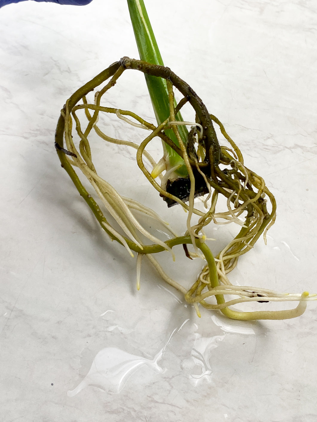 Monstera Thai Constellation 1 Leaf