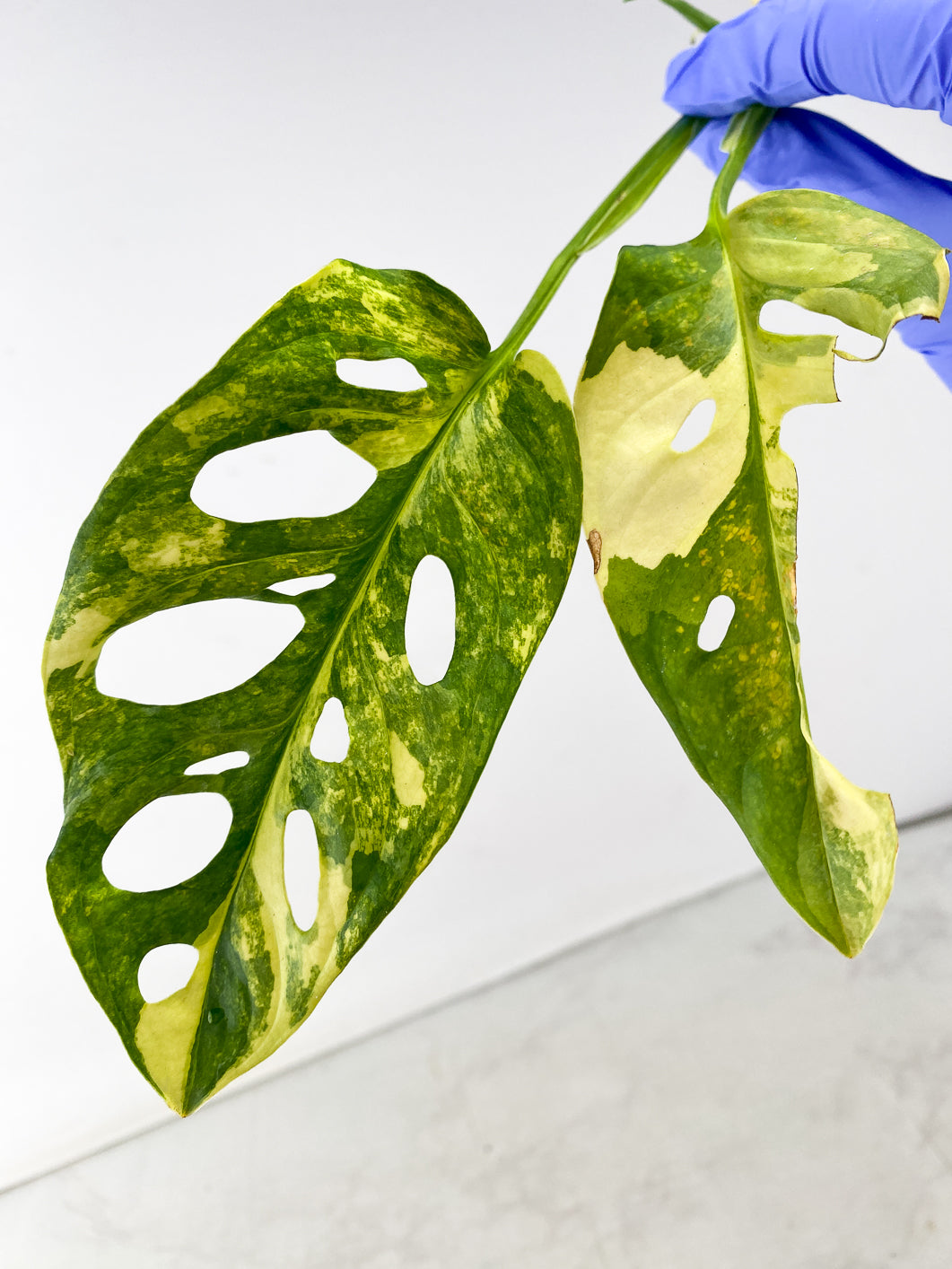 Monstera Adansonii Aurea Variegated 2 leaves multiple sprouts