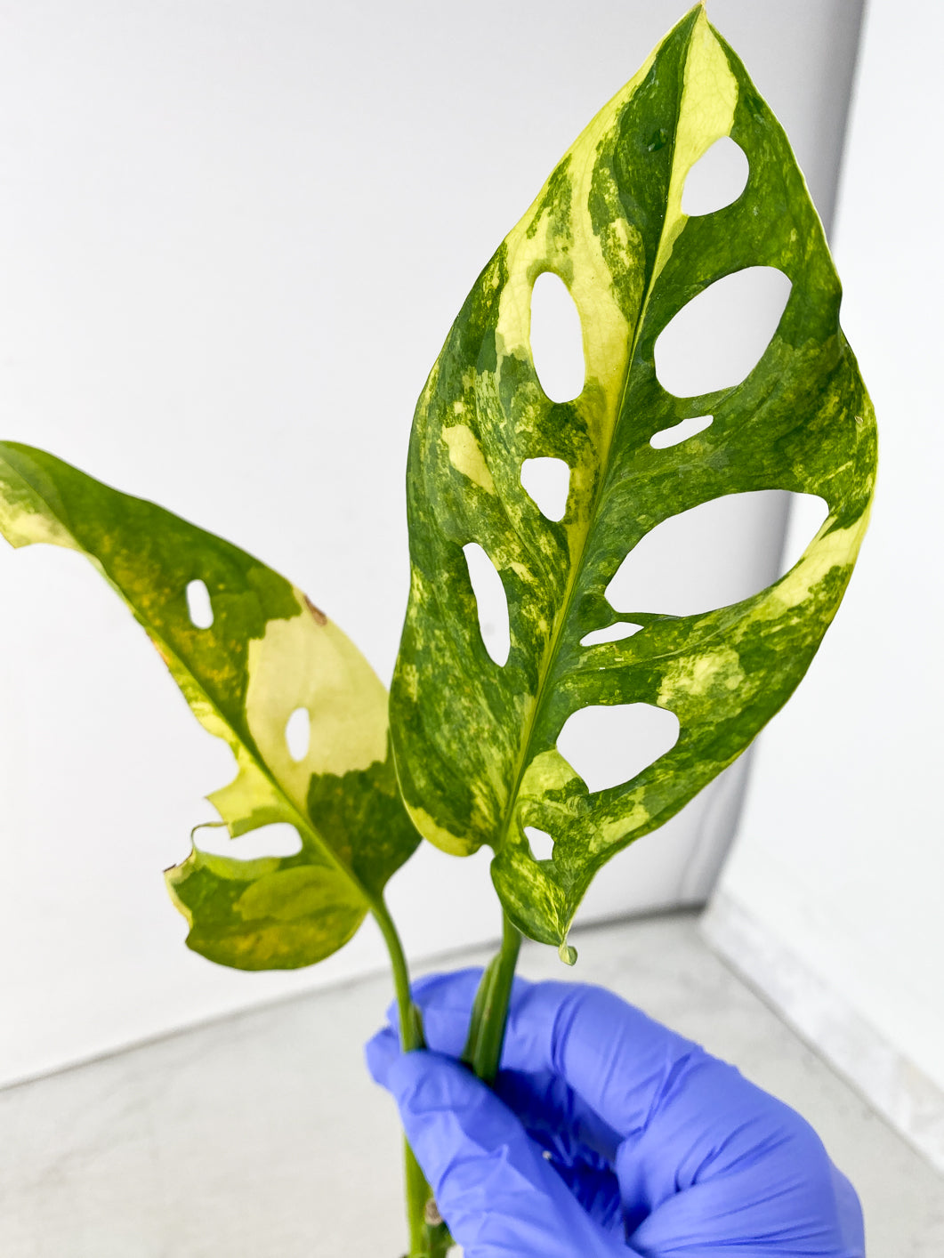 Monstera Adansonii Aurea Variegated 2 leaves multiple sprouts