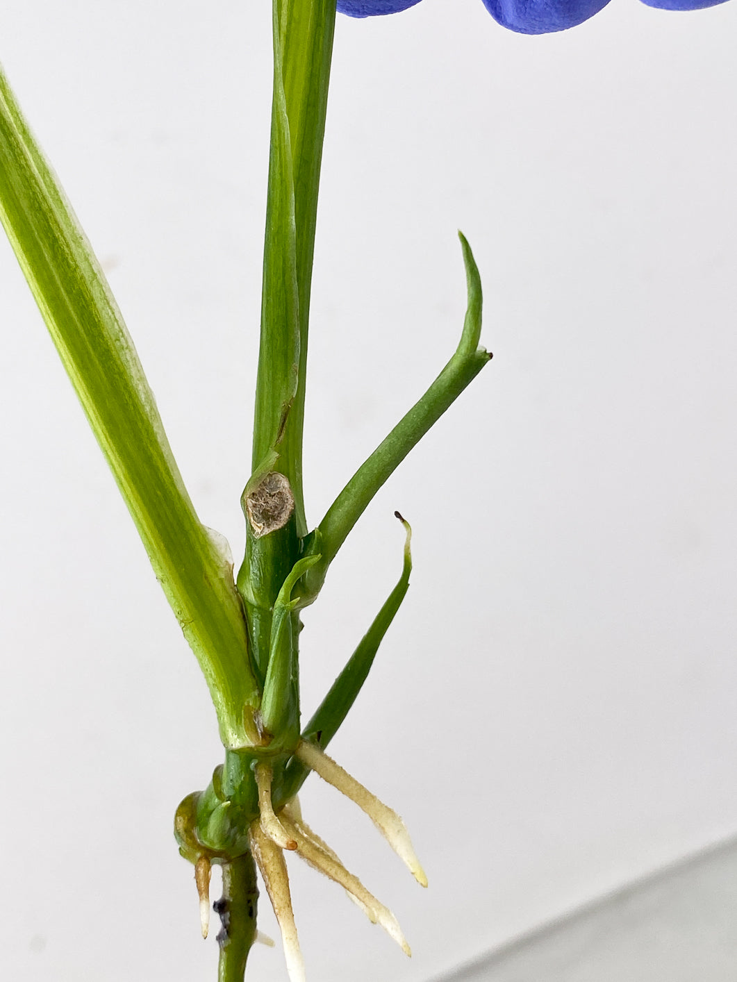 Monstera Adansonii Aurea Variegated 2 leaves multiple sprouts