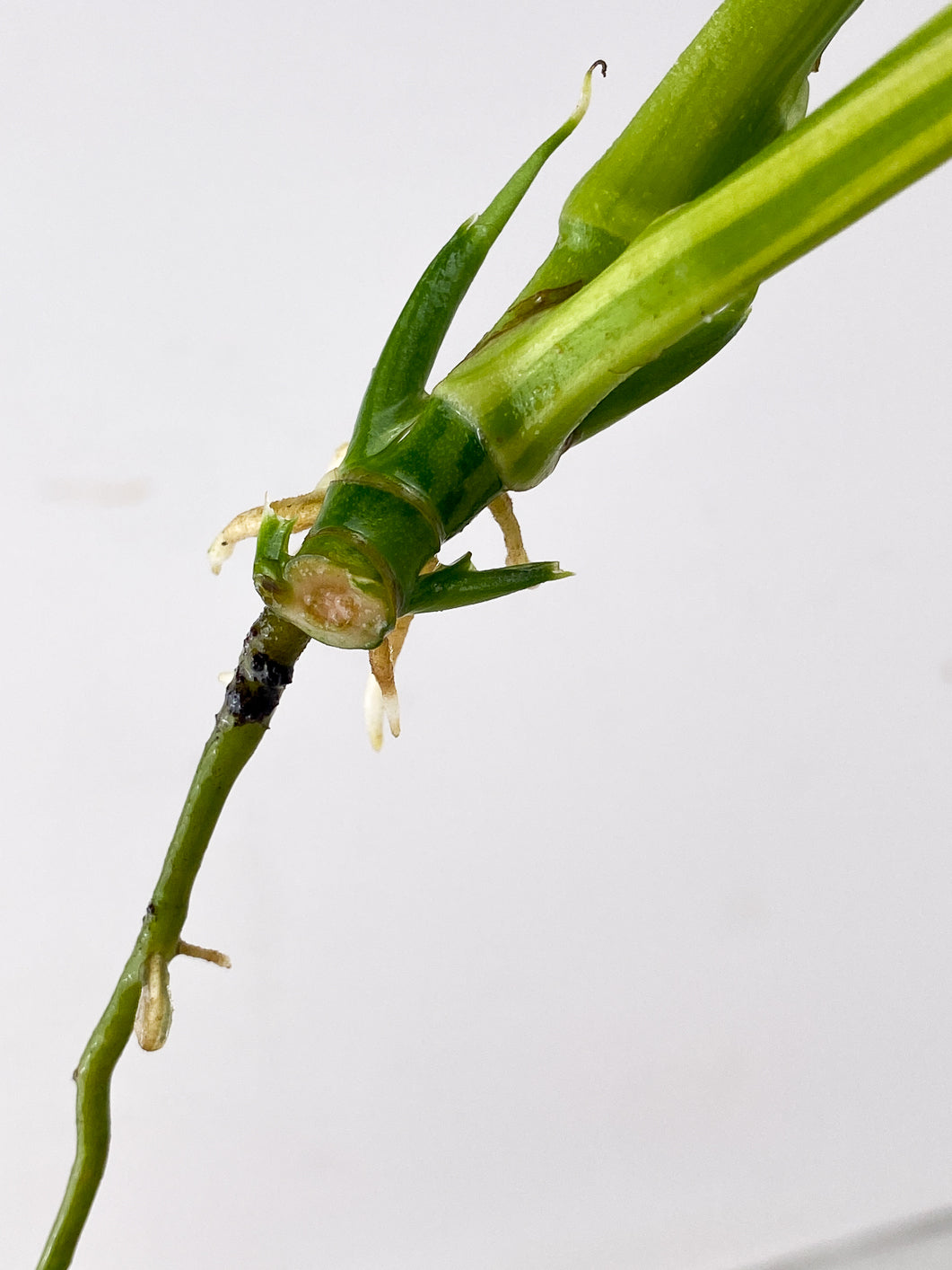 Monstera Adansonii Aurea Variegated 2 leaves multiple sprouts