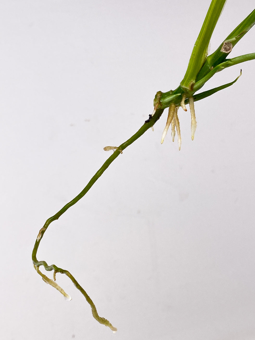 Monstera Adansonii Aurea Variegated 2 leaves multiple sprouts