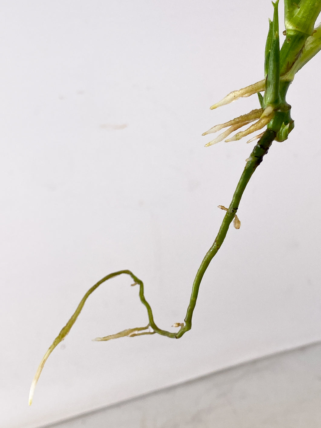 Monstera Adansonii Aurea Variegated 2 leaves multiple sprouts