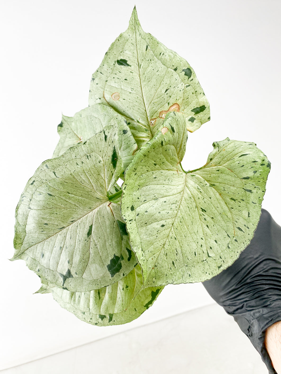 Syngonium Green Splash 6 leaves