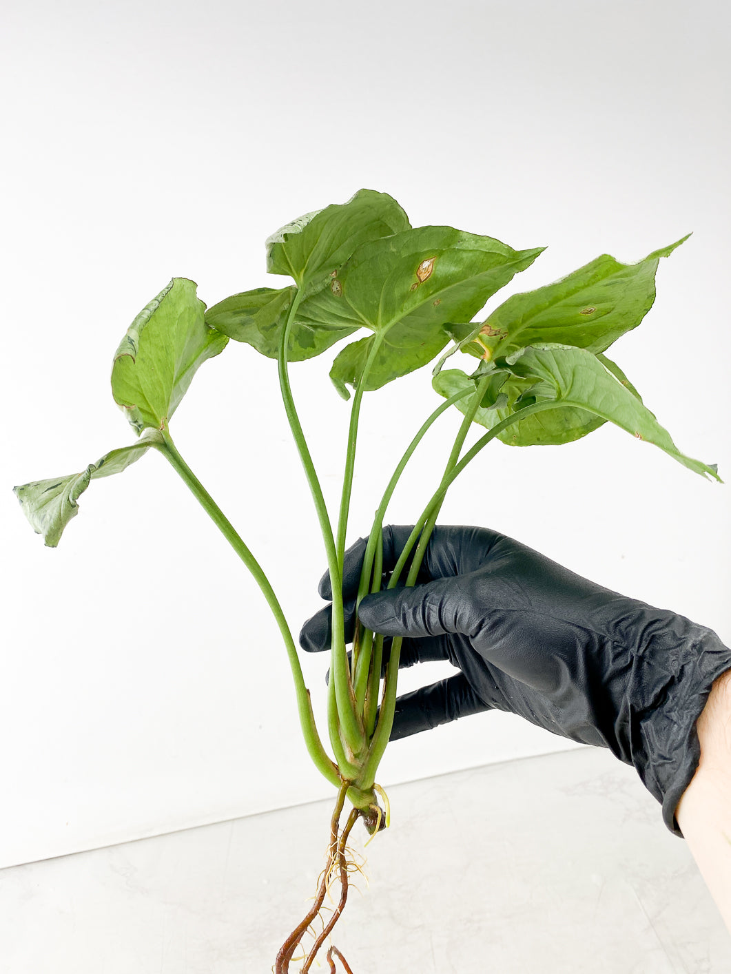 Syngonium Green Splash 6 leaves