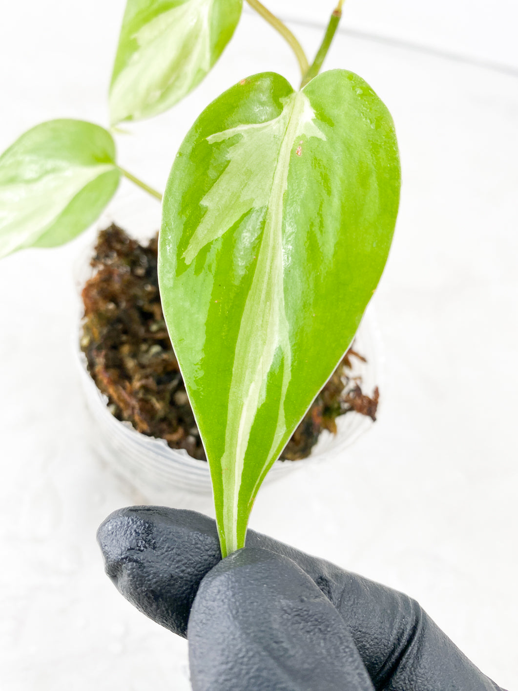 Philodendron Rio 3 leaf top cutting