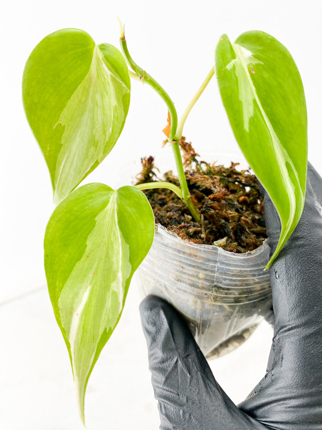 Philodendron Rio 3 leaf top cutting
