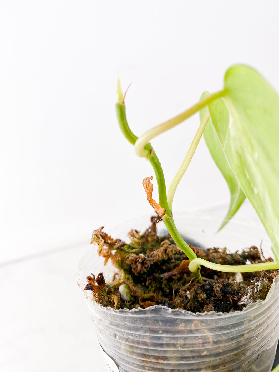 Philodendron Rio 3 leaf top cutting