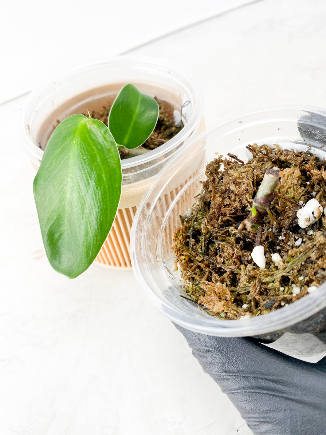 Combo Deal! Philodendron Green Sky Hort and Philodendron Sodiroi True Form node