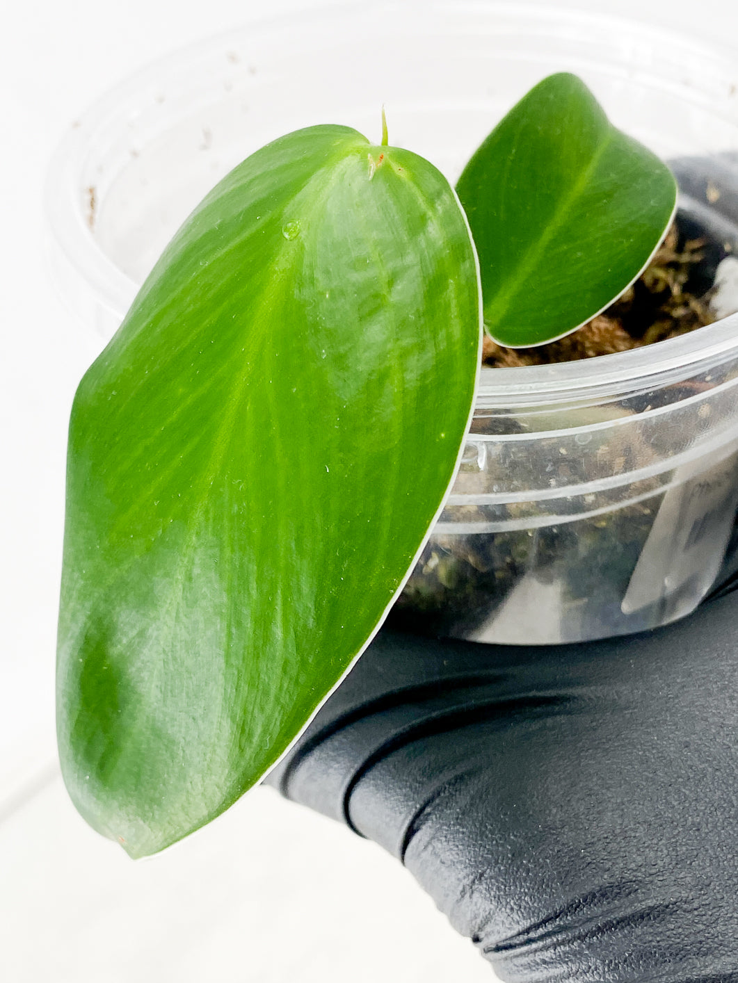 Combo Deal! Philodendron Green Sky Hort and Philodendron Sodiroi True Form node