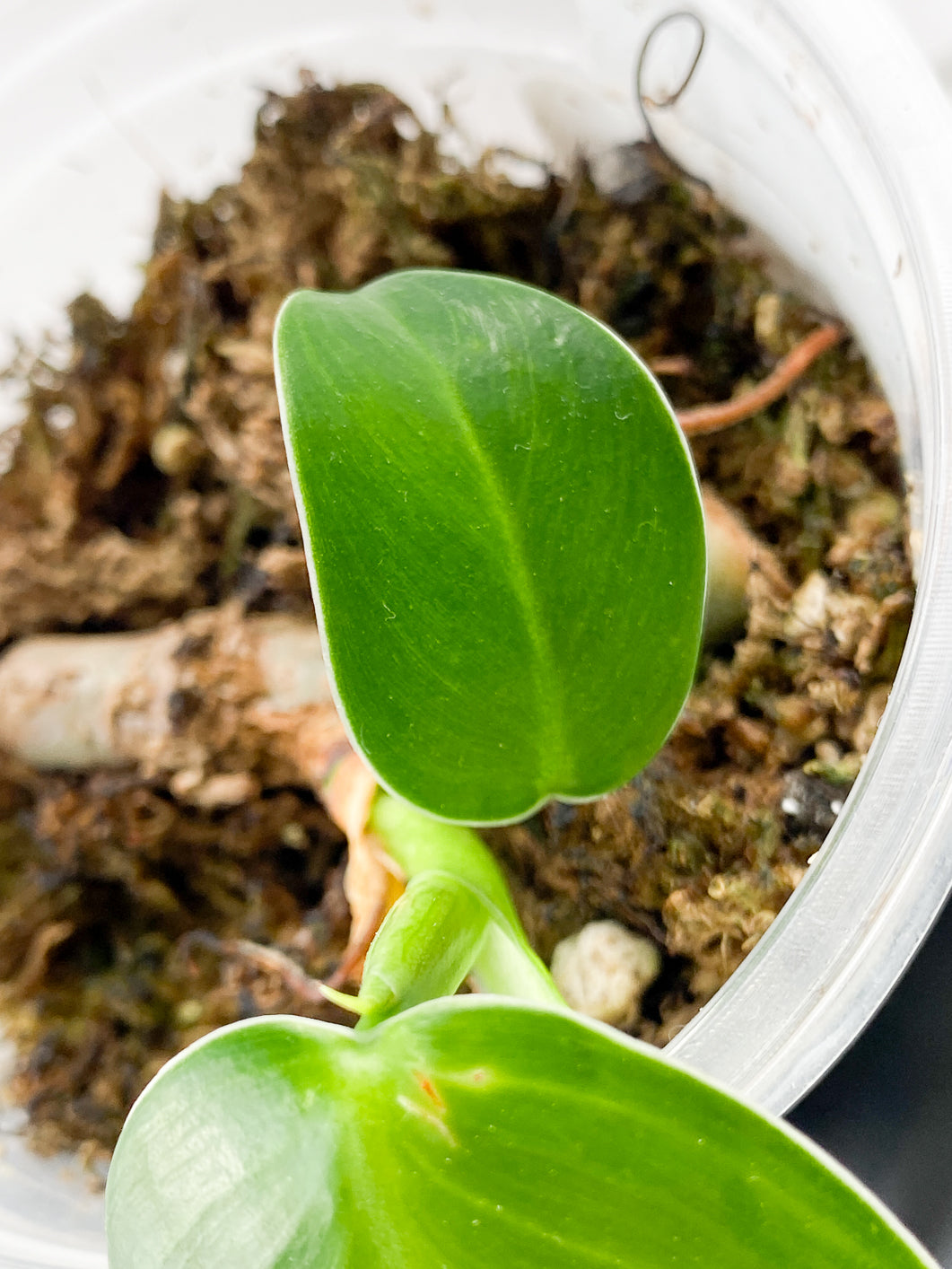 Combo Deal! Philodendron Green Sky Hort and Philodendron Sodiroi True Form node