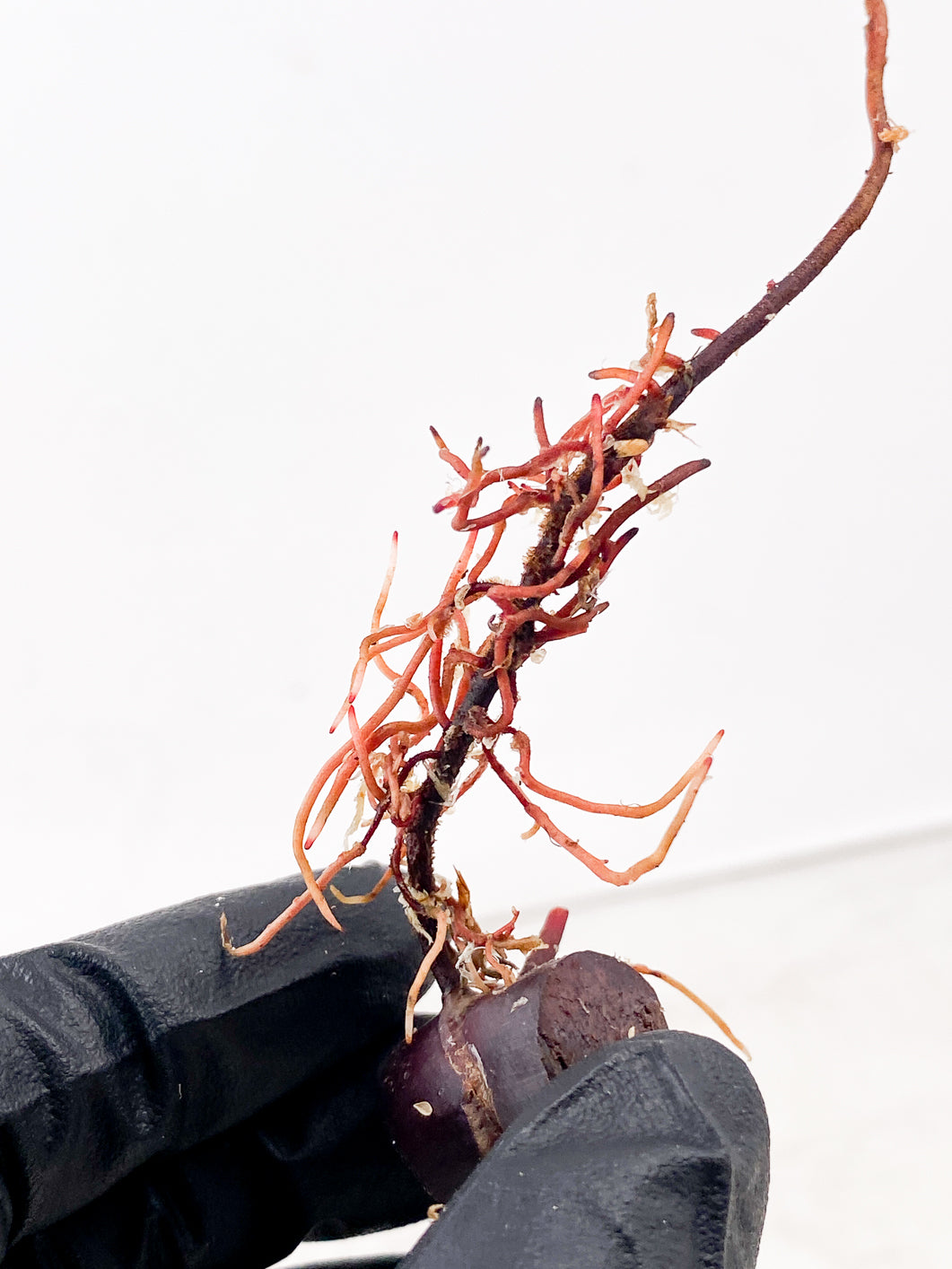Philodendron Orange Princess node