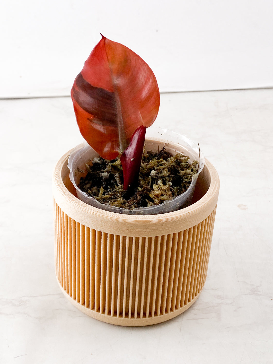 Philodendron Black Cardinal Variegated 1 leaf