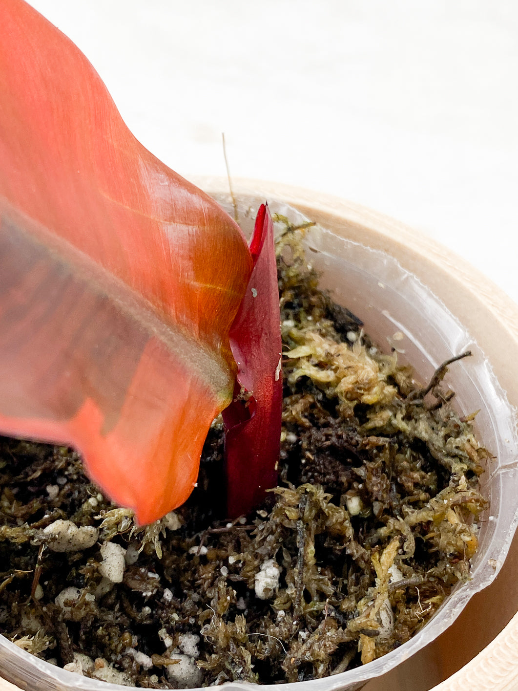 Philodendron Black Cardinal Variegated 1 leaf