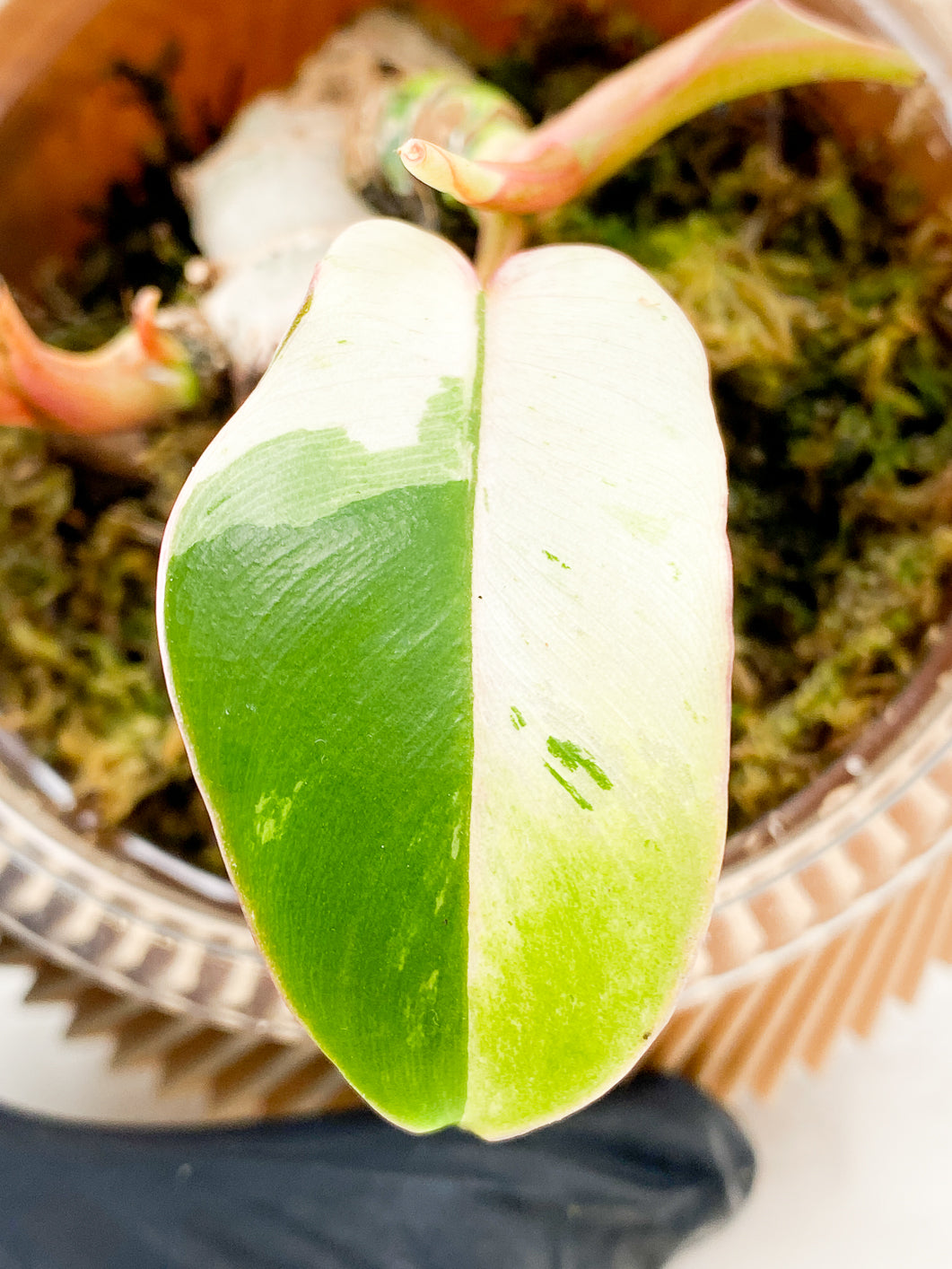 Philodendron Snowdrift Variegated 1 leaf 2 growth points