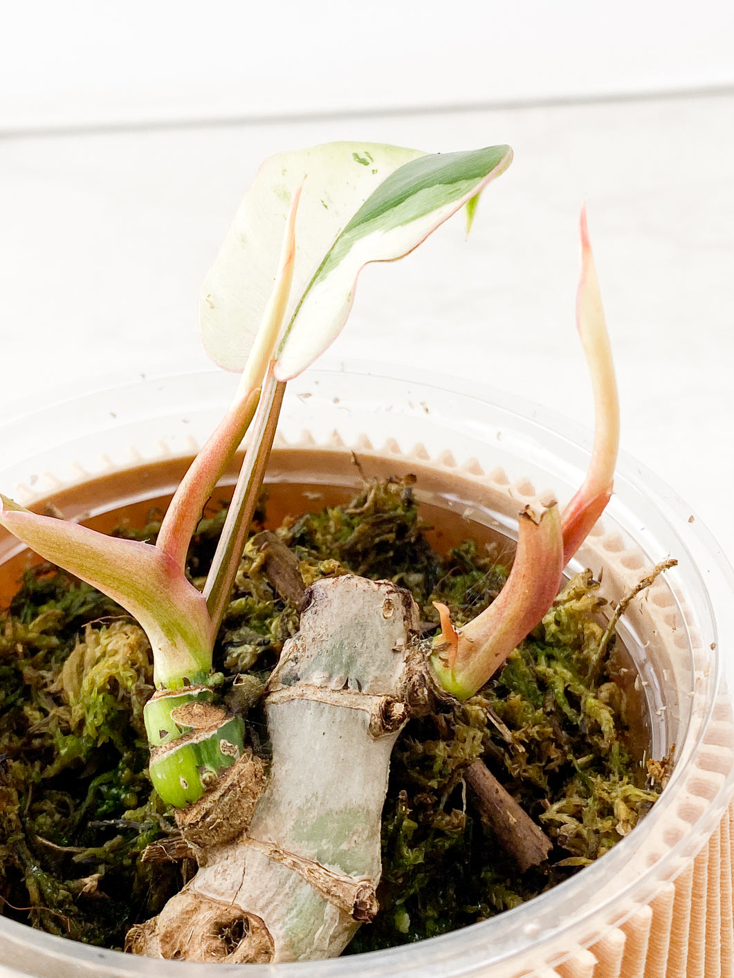 Philodendron Snowdrift Variegated 1 leaf 2 growth points