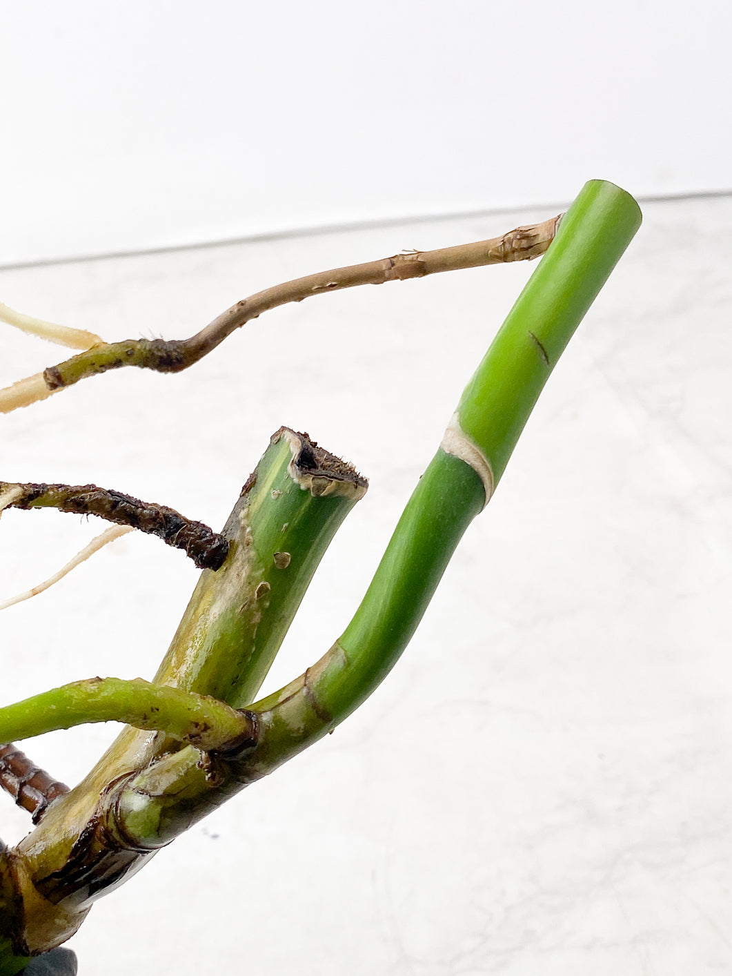 Monstera Aurea Tricolor node