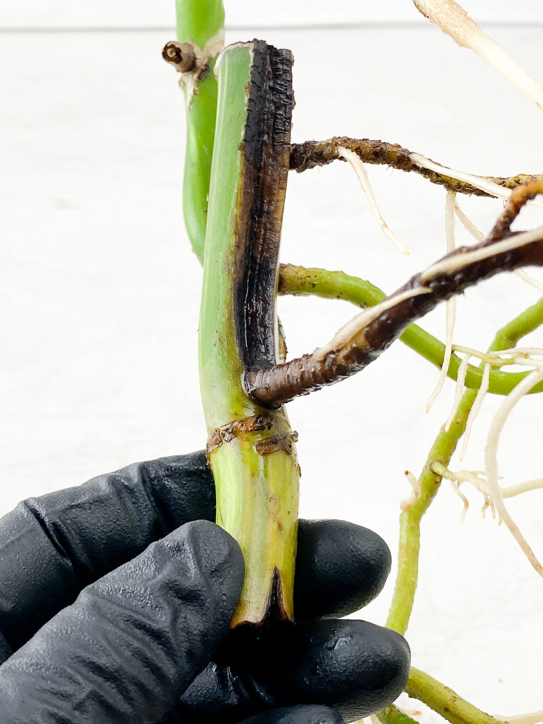 Monstera Aurea Tricolor node